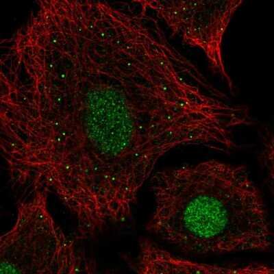 Immunocytochemistry/ Immunofluorescence: USF2 Antibody [NBP2-56717]