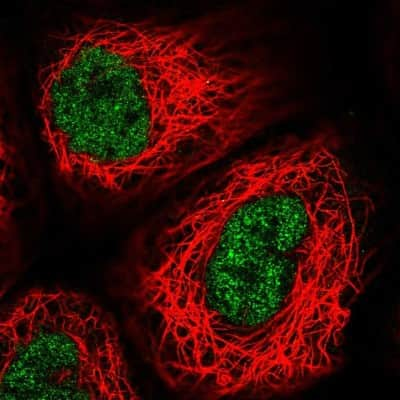 Immunocytochemistry/ Immunofluorescence: USF2 Antibody [NBP2-58499]