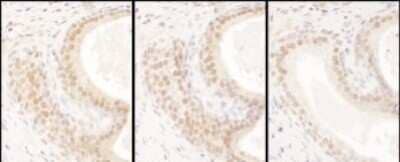 Immunohistochemistry: USF2 Antibody [NBP1-92647]