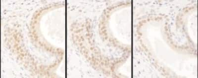 Immunohistochemistry: USF2 Antibody [NBP1-92650]