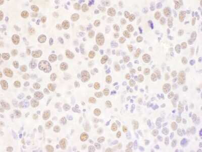 Immunohistochemistry-Paraffin: USF2 Antibody [NBP1-92649]