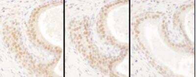 Immunohistochemistry-Paraffin: USF2 Antibody [NBP1-92649]