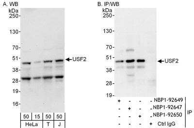 Immunoprecipitation: USF2 Antibody [NBP1-92650]