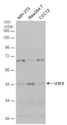Western Blot: USF2 Antibody [NBP3-12887]