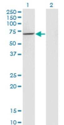 Western Blot: USH1C Antibody (2B3) [H00010083-M07]