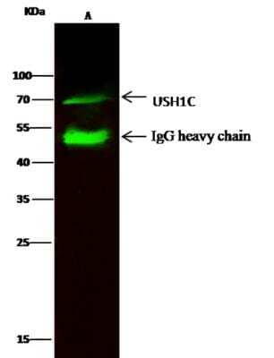 Immunoprecipitation: USH1C Antibody [NBP2-99408]