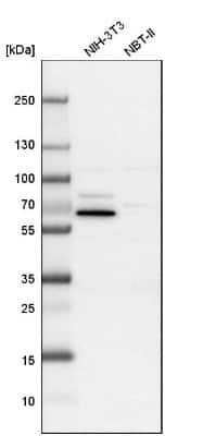 Western Blot: USH1C Antibody [NBP1-89190]