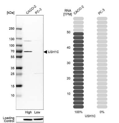 Western Blot: USH1C Antibody [NBP1-89190]