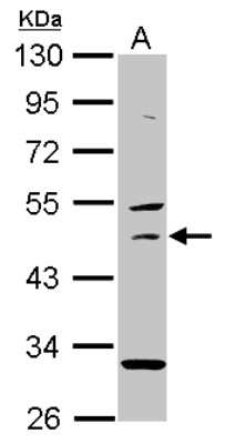 Western Blot: USH1G Antibody [NBP2-20823]