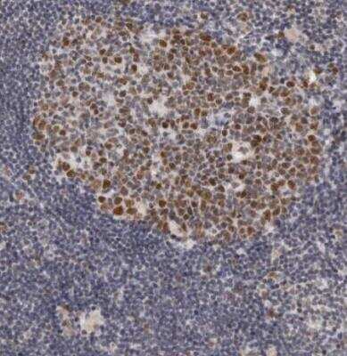 Immunohistochemistry-Paraffin: USP1 Antibody [NBP1-85950]