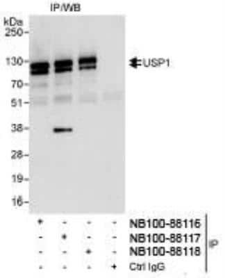 Immunoprecipitation: USP1 Antibody [NB100-88116]