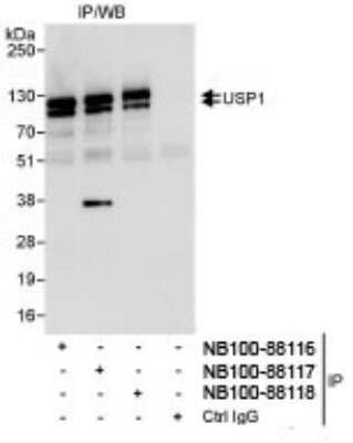 Immunoprecipitation: USP1 Antibody [NB100-88117]
