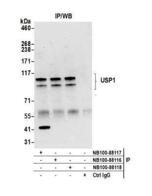 Immunoprecipitation: USP1 Antibody [NB100-88117]