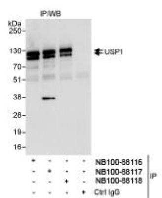 Immunoprecipitation: USP1 Antibody [NB100-88118]