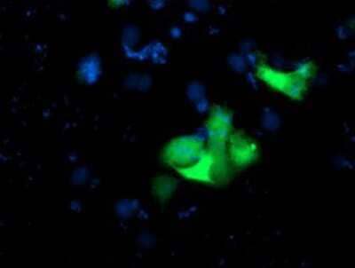 Immunocytochemistry/ Immunofluorescence: USP10 Antibody (OTI2E1) [NBP2-01452]