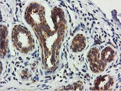 Immunohistochemistry-Paraffin: USP10 Antibody (OTI2E1) [NBP2-01452]