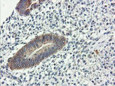 Immunohistochemistry-Paraffin: USP10 Antibody (OTI2E1) [NBP2-01452]