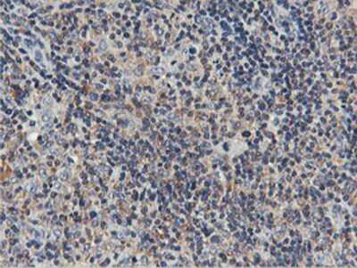 Immunohistochemistry-Paraffin: USP10 Antibody (OTI2E1) [NBP2-01452]