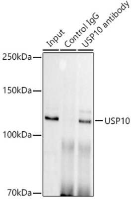 Immunoprecipitation: USP10 Antibody (9L6F3) [NBP3-16416]