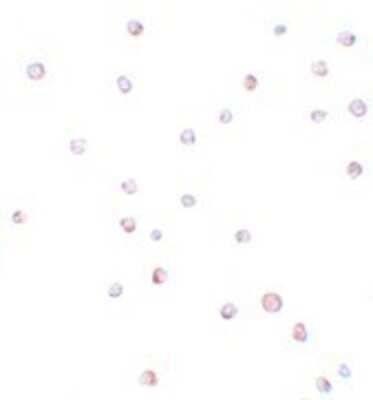 Immunocytochemistry/ Immunofluorescence: USP10 Antibody - BSA Free [NBP1-77170]