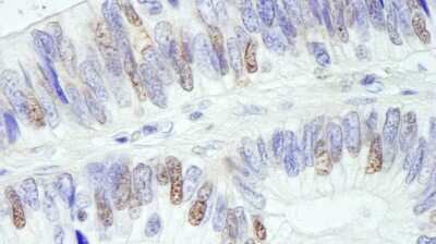 Immunohistochemistry: USP10 Antibody [NB110-40545]