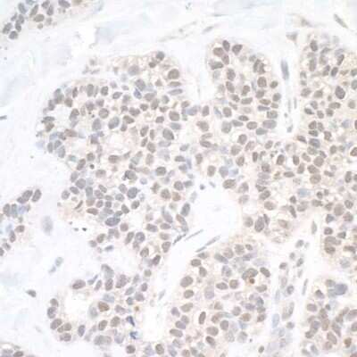 Immunohistochemistry-Paraffin: USP10 Antibody [NB110-40545]