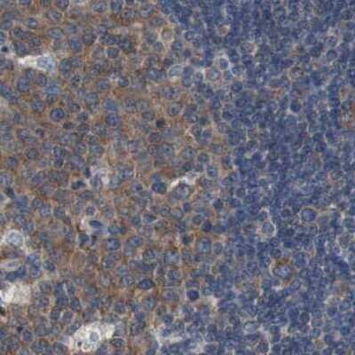 Immunohistochemistry-Paraffin: USP10 Antibody [NBP1-83028]