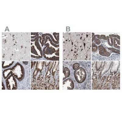 Immunohistochemistry-Paraffin: USP10 Antibody [NBP1-83028]
