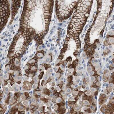 Immunohistochemistry-Paraffin: USP10 Antibody [NBP1-83028]