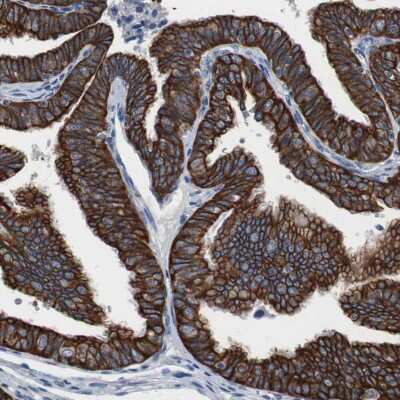 Immunohistochemistry-Paraffin: USP10 Antibody [NBP1-83028]