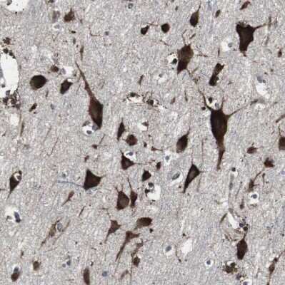 Immunohistochemistry-Paraffin: USP10 Antibody [NBP1-83029]