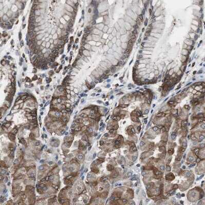 Immunohistochemistry-Paraffin: USP10 Antibody [NBP1-83029]