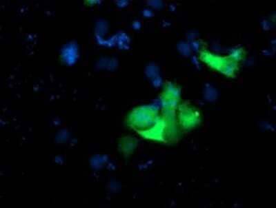 Immunocytochemistry/ Immunofluorescence: USP10 Antibody (OTI2E1) - Azide and BSA Free [NBP2-74798]