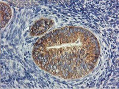 Immunohistochemistry: USP10 Antibody (OTI2E1) - Azide and BSA Free [NBP2-74798]