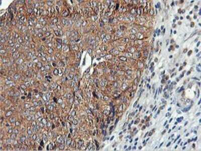 Immunohistochemistry: USP10 Antibody (OTI2E1) - Azide and BSA Free [NBP2-74798]