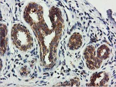 Immunohistochemistry: USP10 Antibody (OTI2E1) - Azide and BSA Free [NBP2-74798]