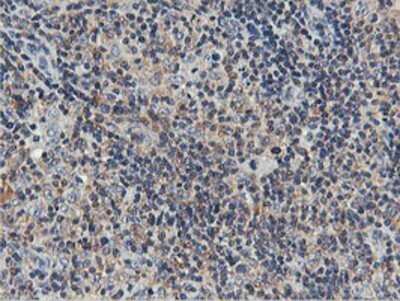 Immunohistochemistry: USP10 Antibody (OTI2E1) - Azide and BSA Free [NBP2-74798]