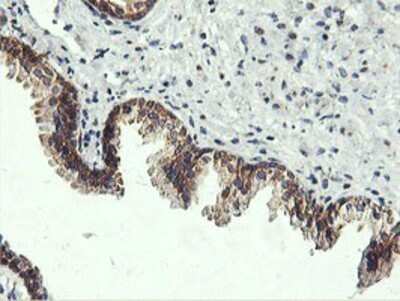 Immunohistochemistry: USP10 Antibody (OTI2E1) - Azide and BSA Free [NBP2-74798]