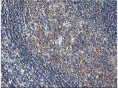 Immunohistochemistry: USP10 Antibody (OTI2E1) - Azide and BSA Free [NBP2-74798]