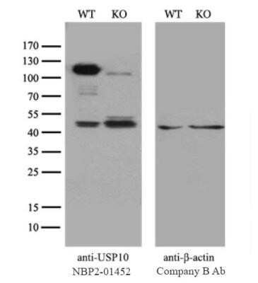 Western Blot: USP10 Antibody (OTI2E1)Azide and BSA Free [NBP2-74798]