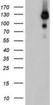 Western Blot: USP10 Antibody (OTI2E1)Azide and BSA Free [NBP2-74798]