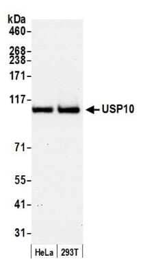 Western Blot: USP10 Antibody [NB110-40545]