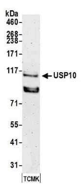 Western Blot: USP10 Antibody [NB110-40545]