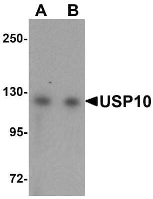 Western Blot: USP10 AntibodyBSA Free [NBP1-77170]