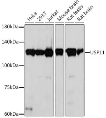 Western Blot: USP11 Antibody (8I1K10) [NBP3-15777]