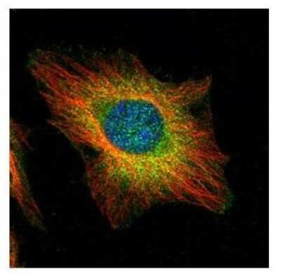 Immunocytochemistry/ Immunofluorescence: USP11 Antibody [NBP1-32810]