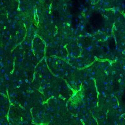 Immunohistochemistry: USP11 Antibody [NBP1-80639]