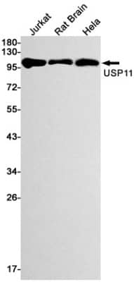 Western Blot: USP11 Antibody (S08-2D7) [NBP3-19545]