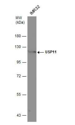 Western Blot: USP11 Antibody [NBP1-32810]