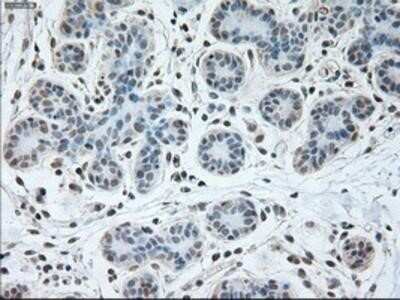 Immunohistochemistry: USP13 Antibody (OTI4G11) - Azide and BSA Free [NBP2-74802]